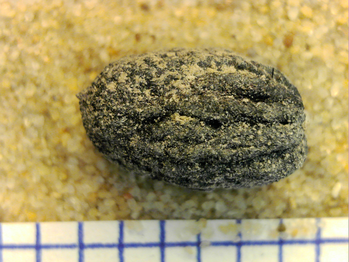 Olive seed used for radiocarbon dating. © OeAW-OeAI/ L. Webster