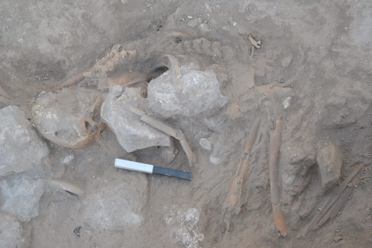 Remains of an individual killed in the ca. 1200 BC destruction at the end of the Late Bronze Age. © Lanier Center for Archaeology
