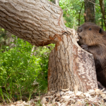 Beaver exploitation testifies to prey choice diversity of early humans