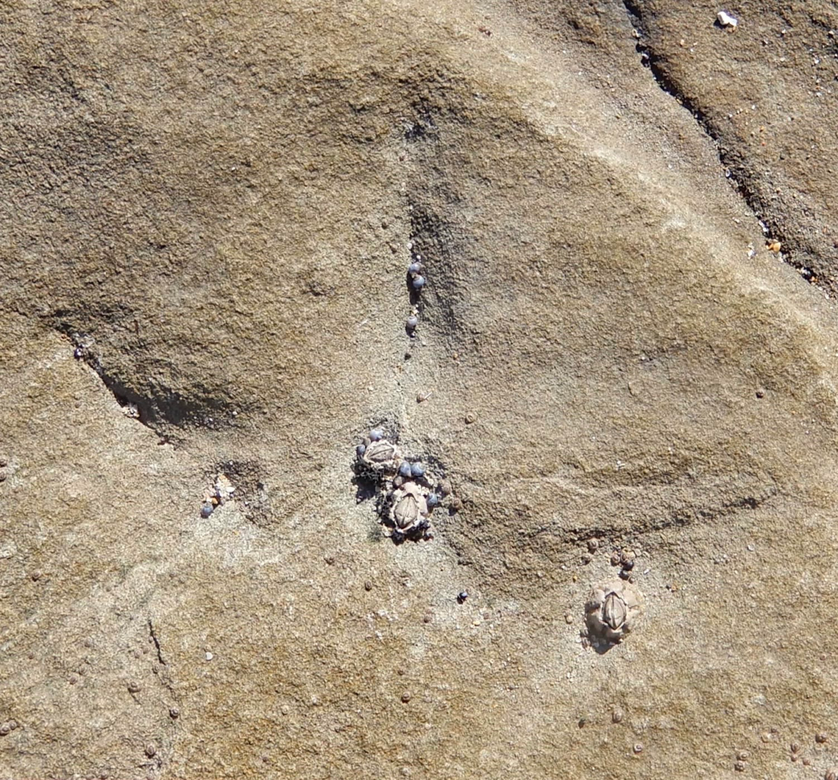 Barnacles cling to one of the bird tracks. (Photo by Anthony Martin)