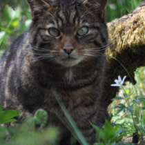 Research transforms understanding of the history of cats in Europe
