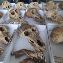 Baboons in captivity in Ancient Egypt