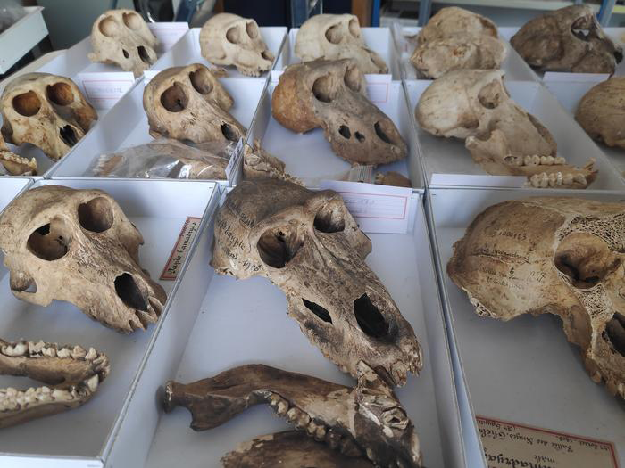 Overview of some skulls available for study. Credit: Bea De Cupere, CC-BY 4.0 (https://creativecommons.org/licenses/by/4.0/)