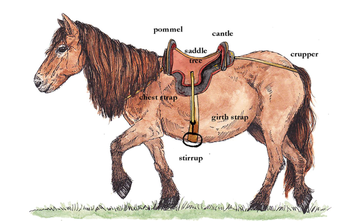 Illustration showing how Mongolians may have harnessed a saddle to a horse in the 4th century C.E. (Credit: Bayarsaikhan, et al., 2023, Antiquity)