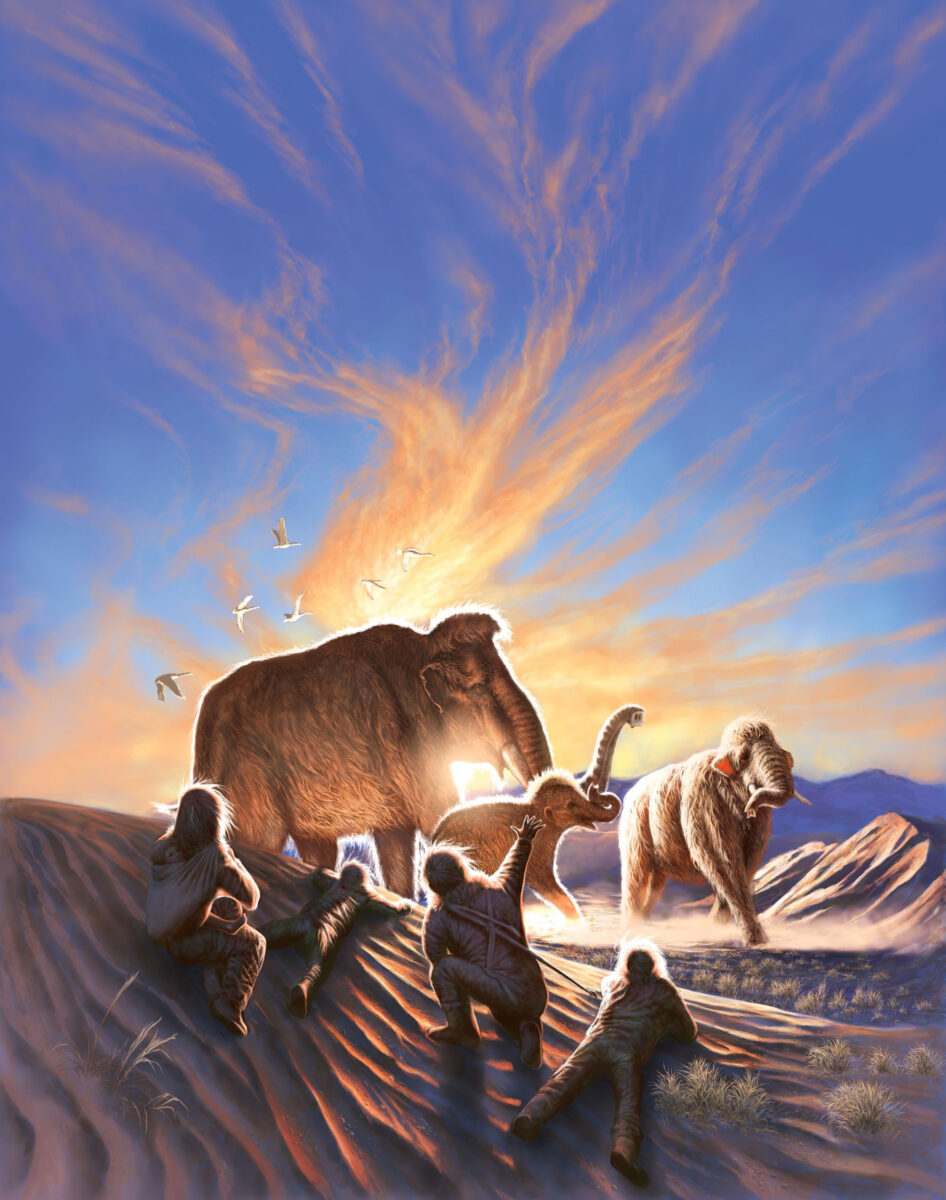 Artwork shows three mammoths being watched by a family of ancient Alaskans from the dunes near the Swan Point archaeological site, a seasonal hunting camp occupied 14,000 years ago. Image by Julius Csostonyi