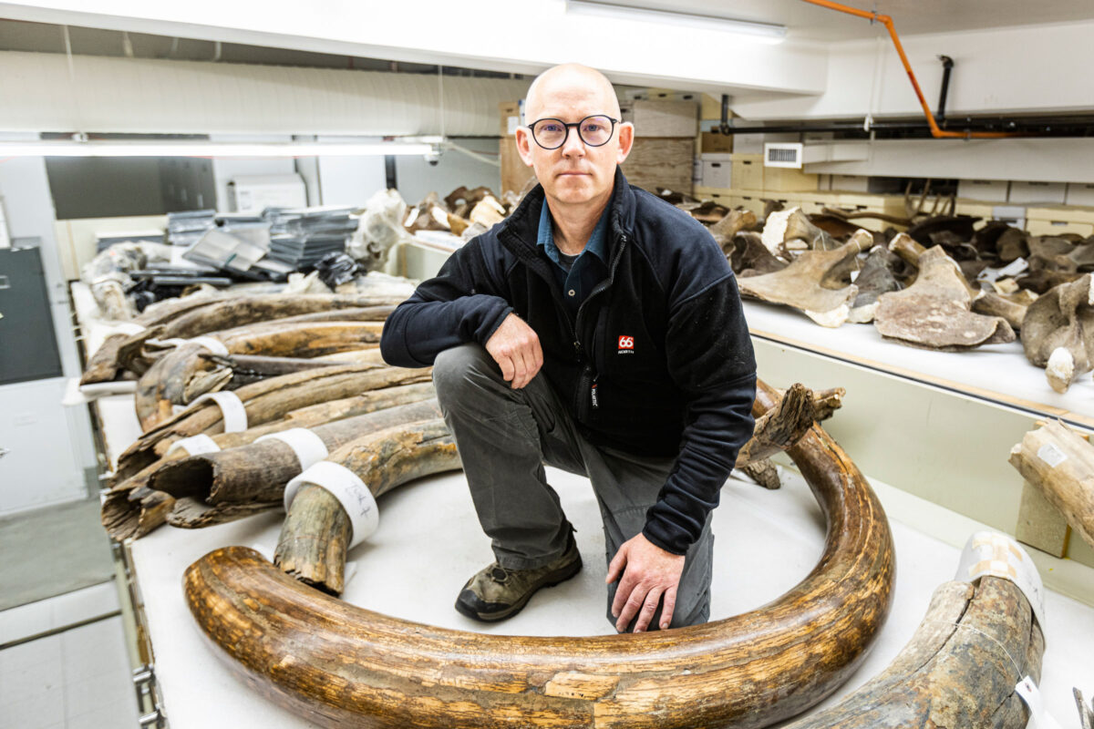 Matthew Wooller, a professor in the UAF College of Fisheries and Ocean Sciences, sits among mammoth tusks in the collection at the University of Alaska Museum of the North. UAF photo by JR Ancheta
