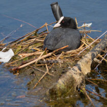 Birds have been adapting to human activity for millennia
