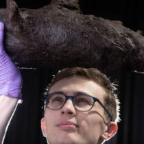 Peatland ‘time capsule’ reveals prehistoric woodland habitat