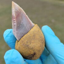 Did Neanderthals use glue?