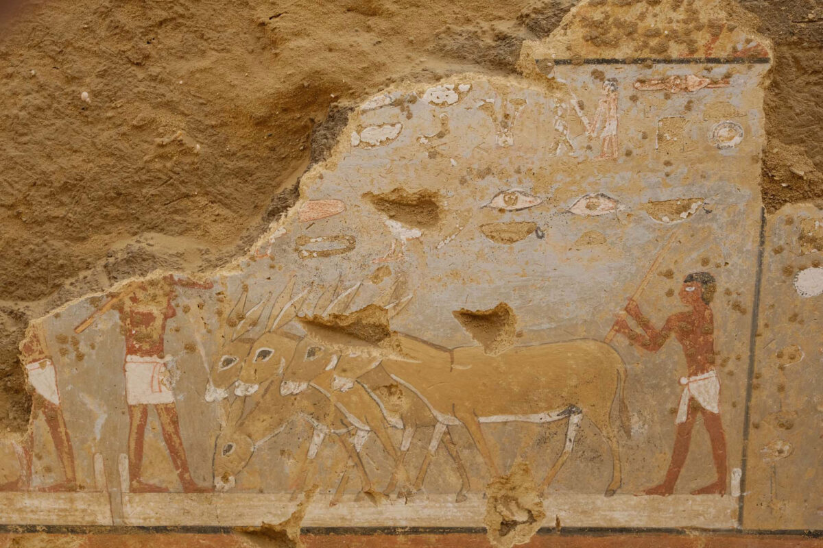 Close-up of the Seneb-nebef mastaba: donkeys threshing on the threshing floor (Photo: Stephan Seidlmayer, Rights: DAI Cairo)