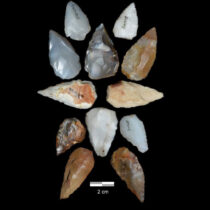 Volcanic supereruption facilitated human dispersal Out of Africa?