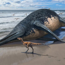 Palaeontologist finds what may be the largest known marine reptile