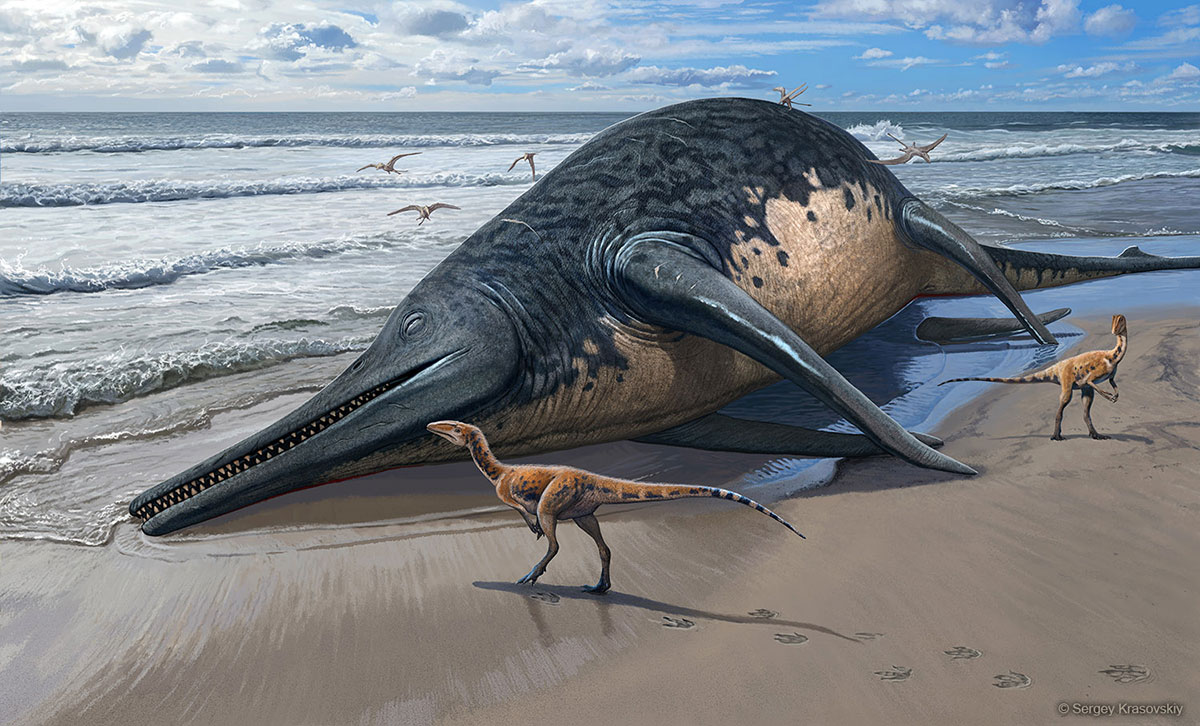 Palaeontologist finds what may be the largest known marine reptile