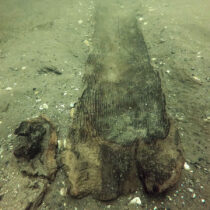 Wisconsin Historical Society announces cache of ancient canoes