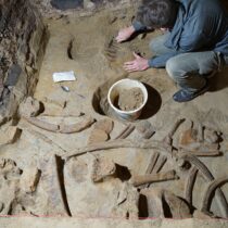 40,000-year-old mammoth bones discovered in wine cellar