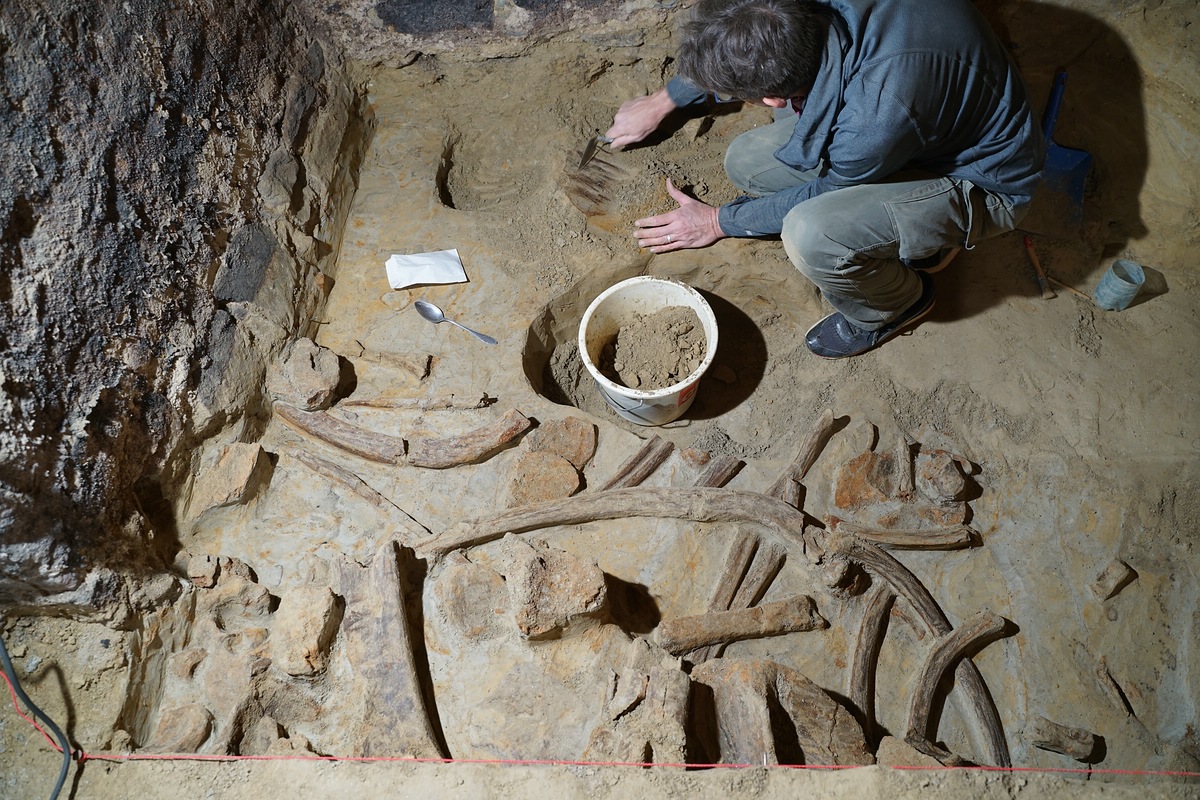 40,000-year-old mammoth bones discovered in wine cellar