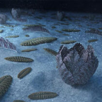 Earth’s earliest sea creatures drove evolution by stirring the water
