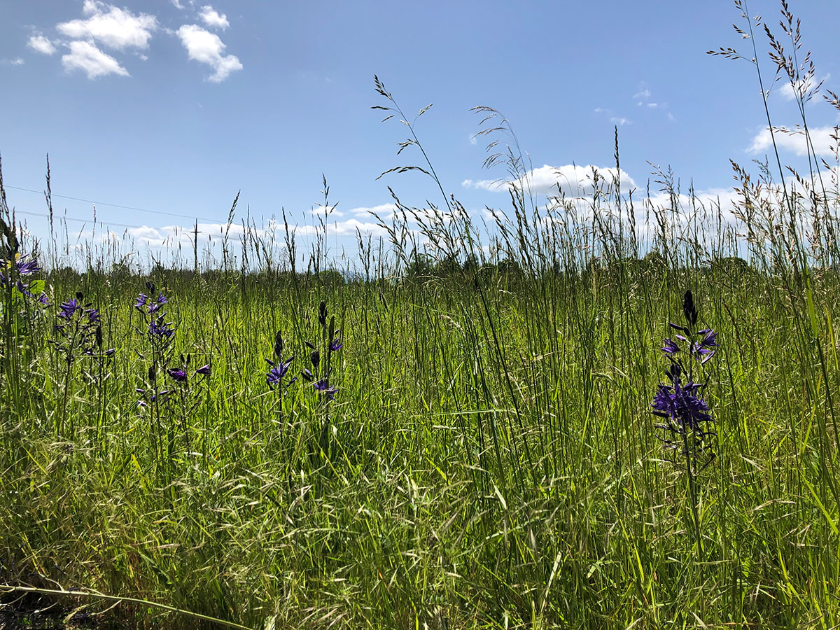 Indigenous stewardship of camas dates back 3,500 years