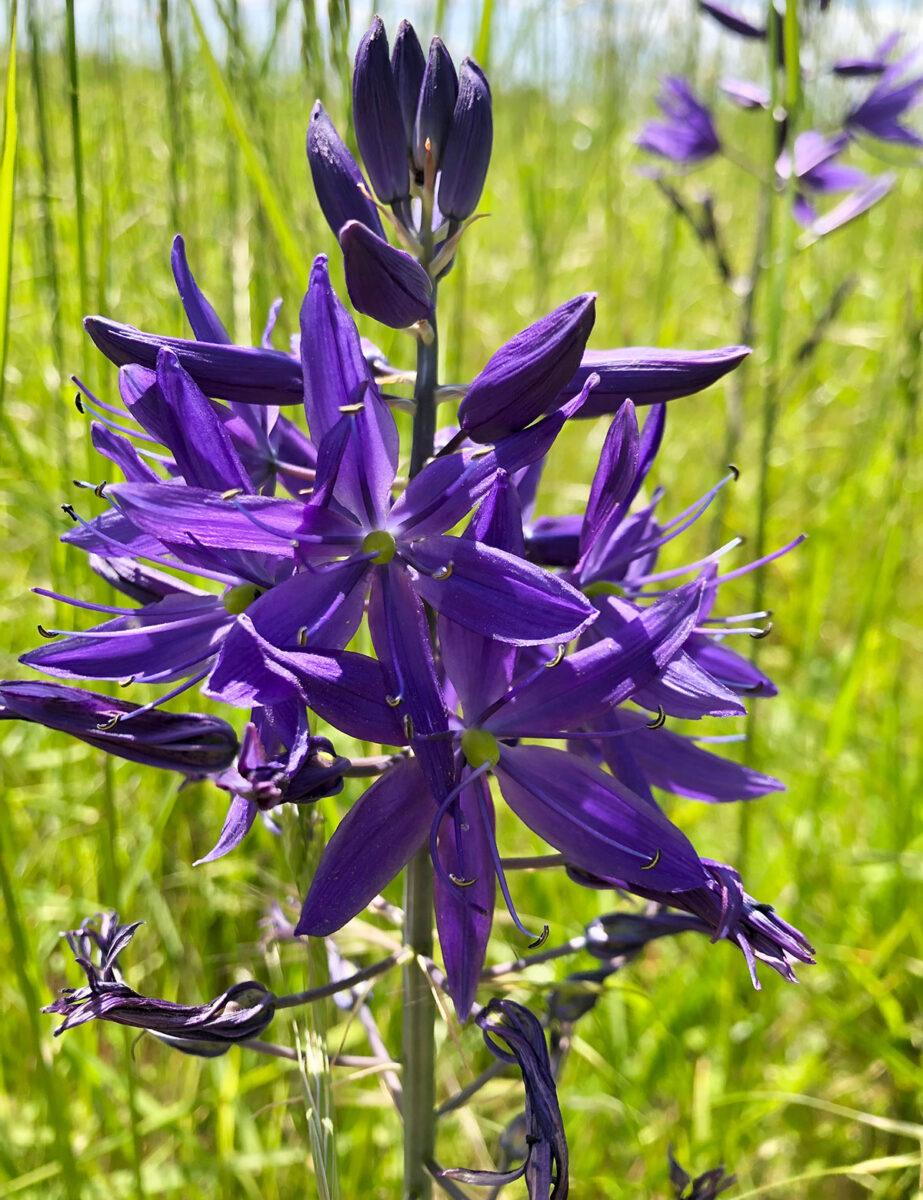 Camas flowers. Image credit: Oregon State University. 