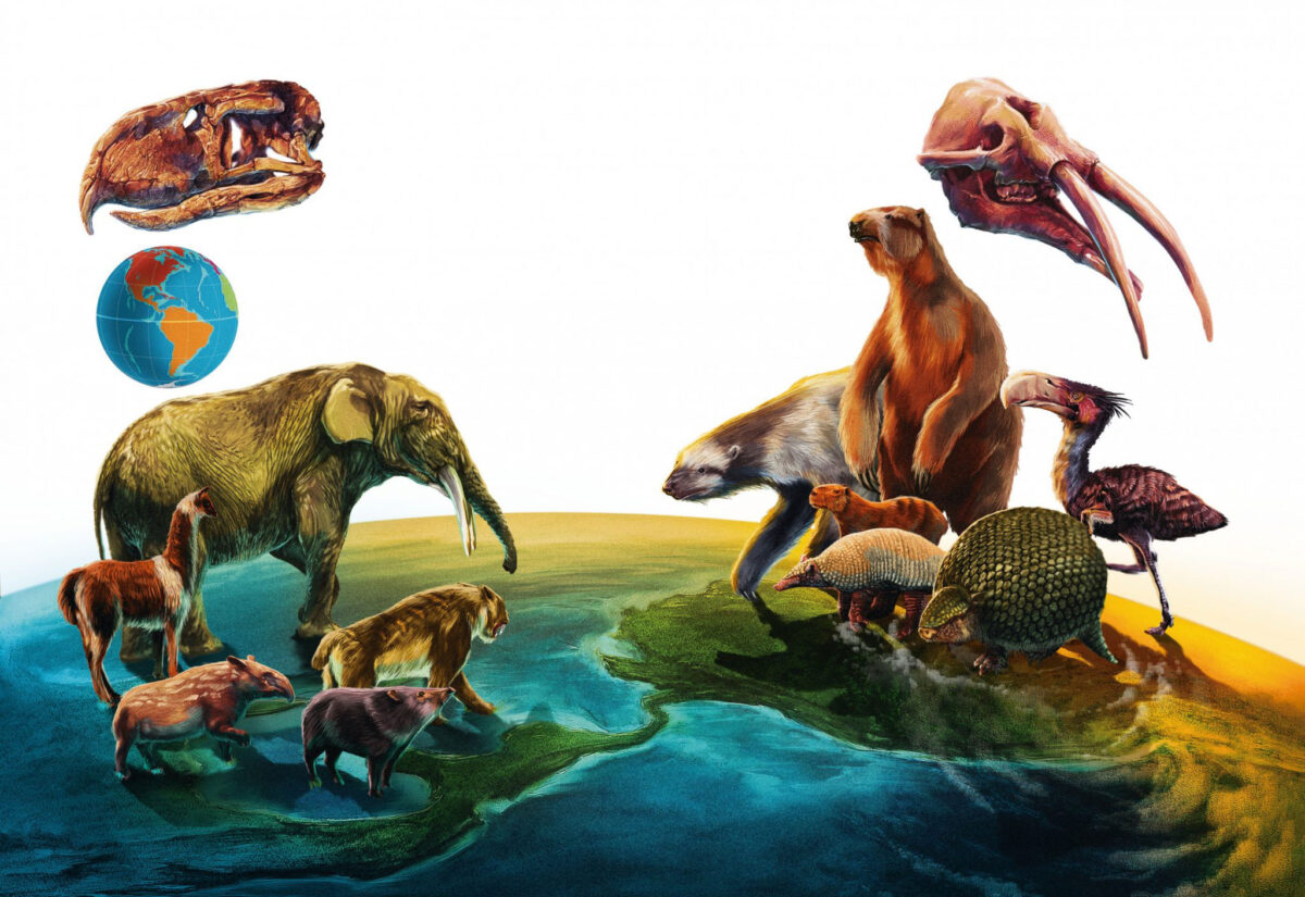 Beginning 5 million years ago, the Isthmus of Panama rose above sea level, creating a land bridge between North and South America that allowed the dispersal and intermingling of animals from each continent. Illustration by Guillermo Torres Carreño. Reproduced with permission of the Banco de Imágenes Ambientales (BIA), Instituto Alexander von Humboldt.