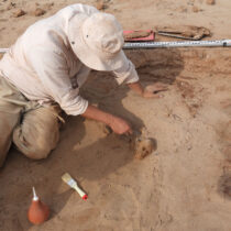 Graves of monkeys and calves in ancient animal cemetery in Egypt