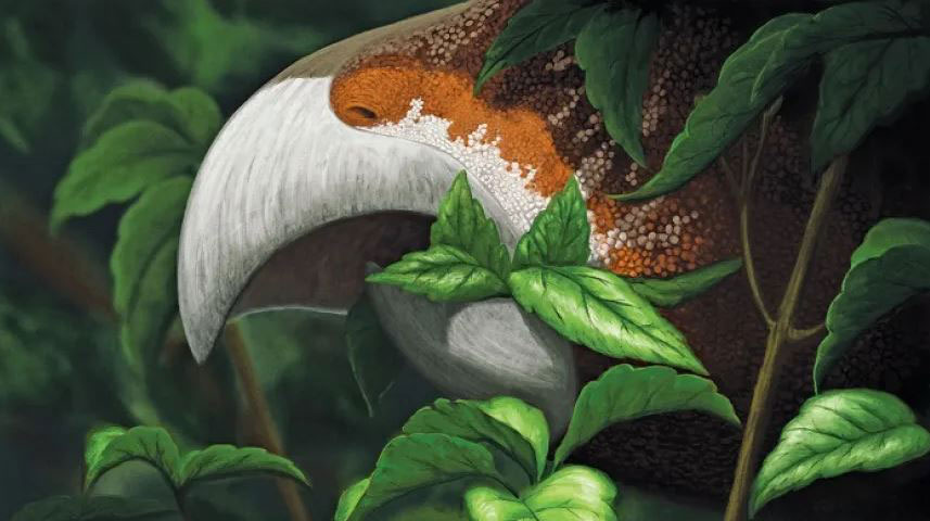 European ceratops was not a ceratops at all