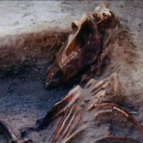 Baltic pagans imported sacrificial horses from Scandinavia