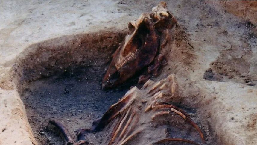 Baltic pagans imported sacrificial horses from Scandinavia