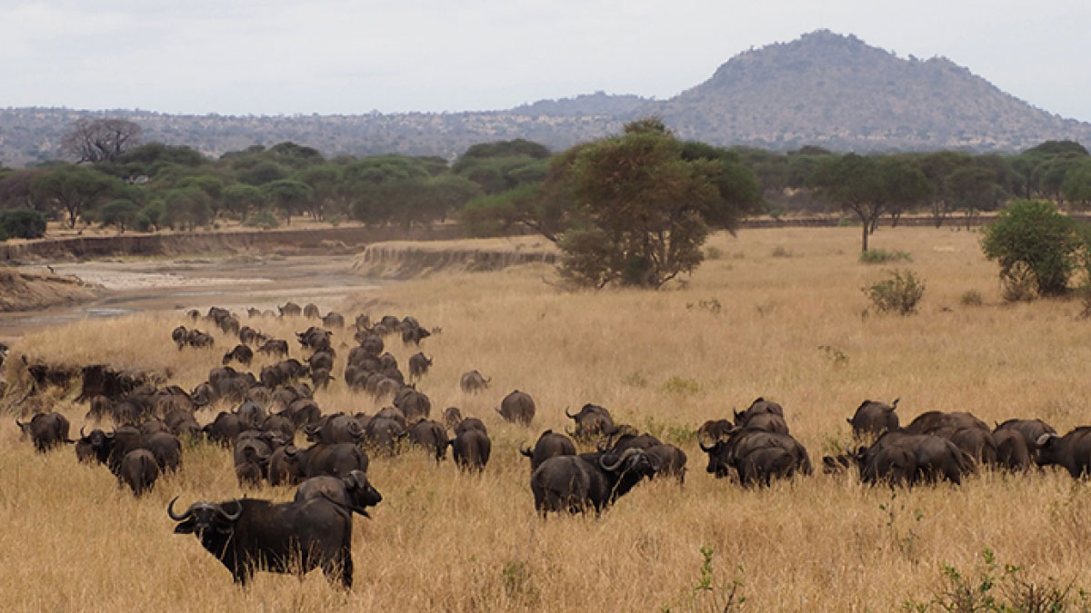 Six million years of African mammal fossil history