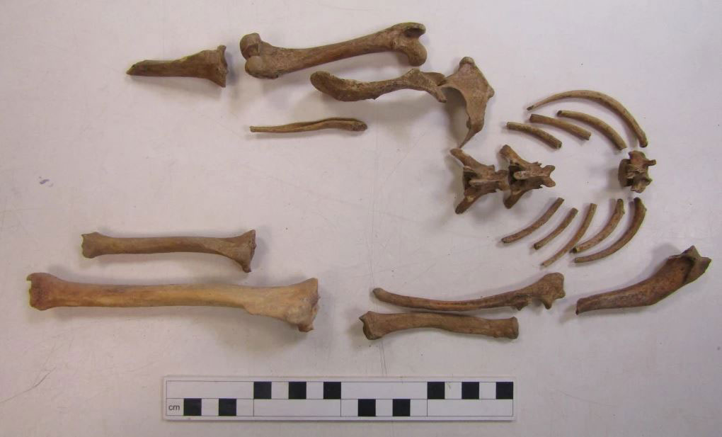 Leicester Cathedral Revealed – Animal Bone Discoveries