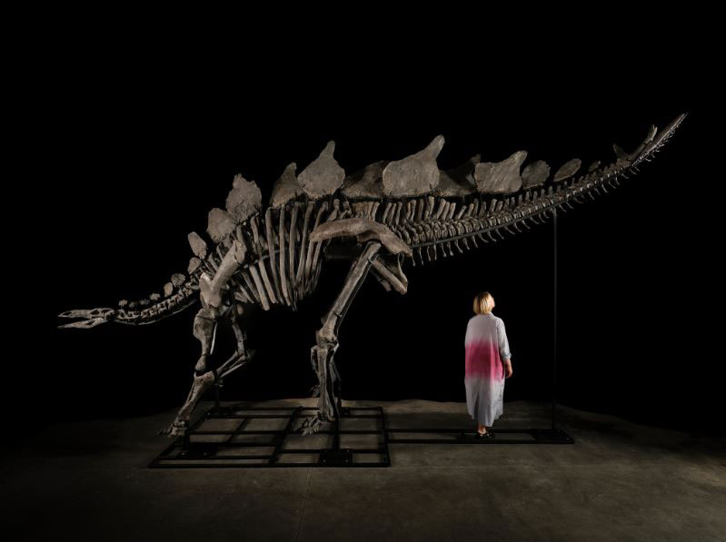 Stegosaurus sells for $44.6m