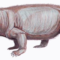 Fossils may have inspired mysterious SA cave painting