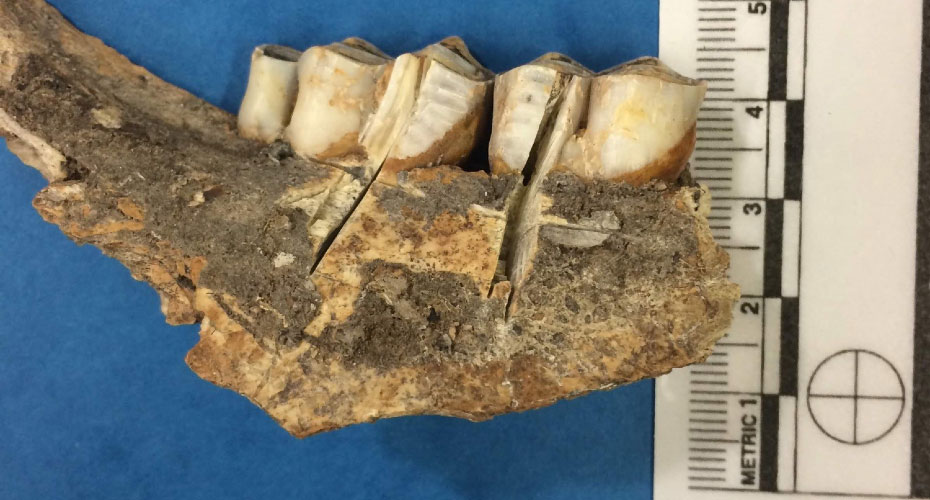 Ancient humans strategically targeted reindeer-rich territory
