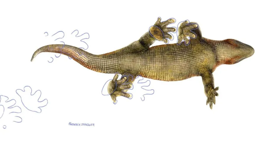 300-million-year-old amphibian with scaled tail