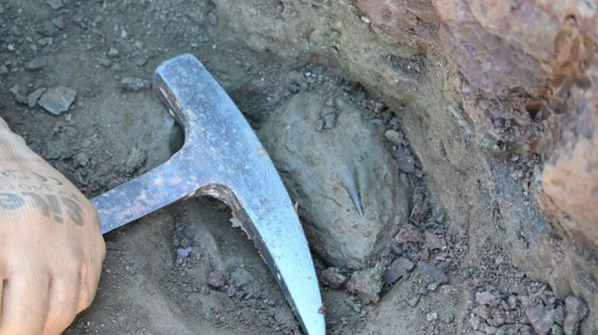 Over 100 fossils per week including shark teeth