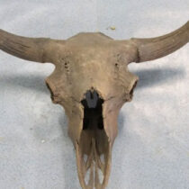 Steppe bison: a specialised herbivore of Pleistocene landscapes?