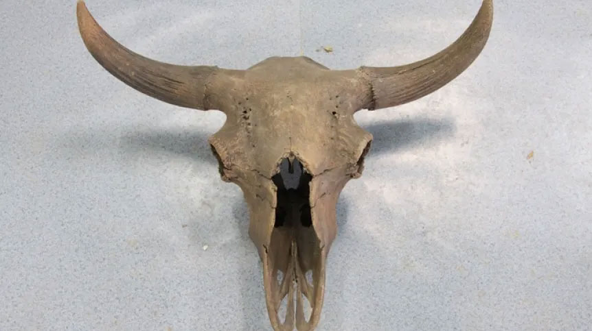 Steppe bison: a specialised herbivore of Pleistocene landscapes?
