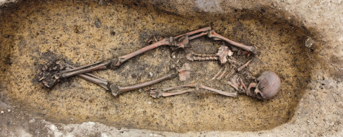 Well-preserved skeleton unearthed at Åsum. Photo courtesy: Museum Odense.