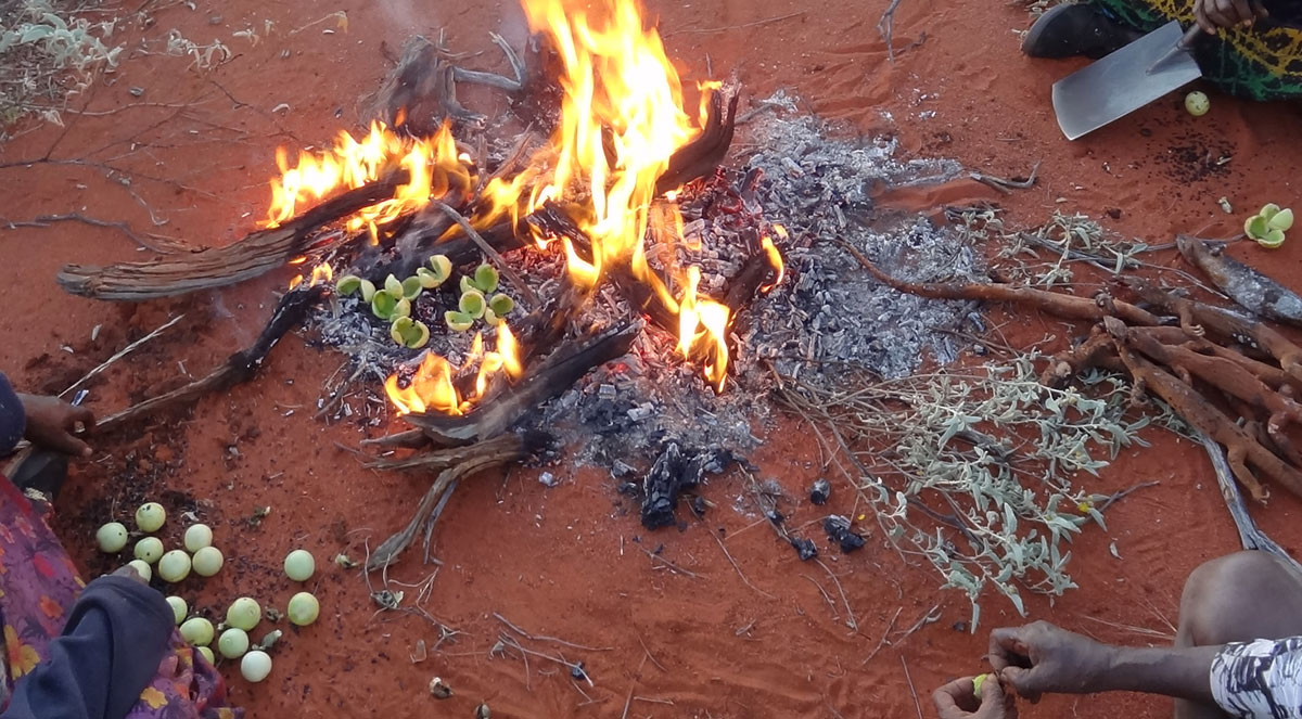Landscape effects of hunter-gatherer practices reshape idea of agriculture