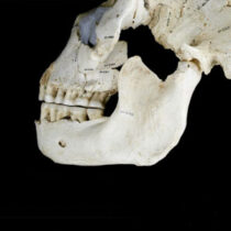 How early humans evolved to eat starch