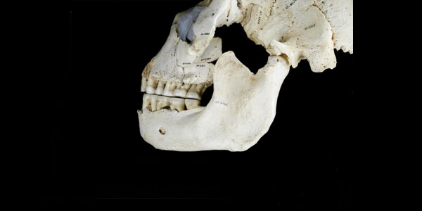 How early humans evolved to eat starch