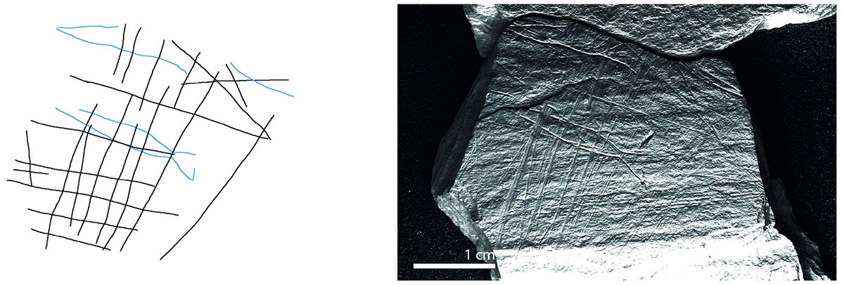 Oldest engravings of fishing discovered in Ice Age art