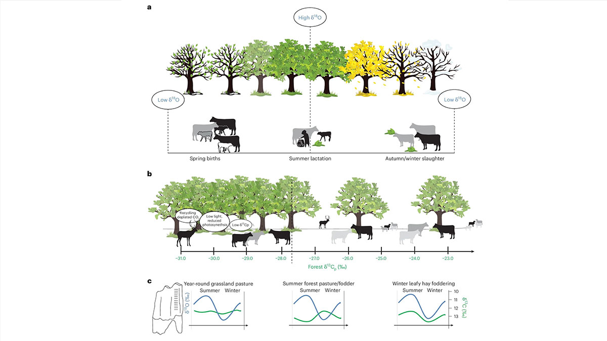 Ancient cheese makers used tree leaves to boost milk production