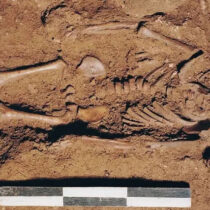 Oldest genome of Italy belongs to an infant