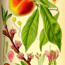 Indigenous networks spread peaches across North America