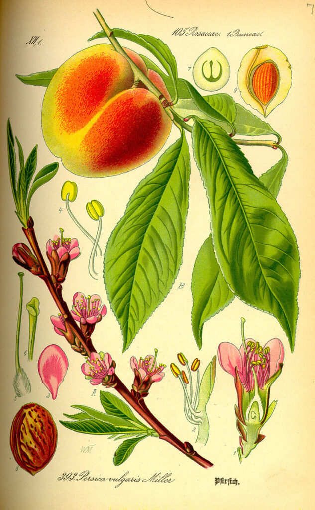 Indigenous networks spread peaches across North America