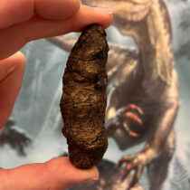 Fossilized faeces reveal secrets of dinosaur evolution