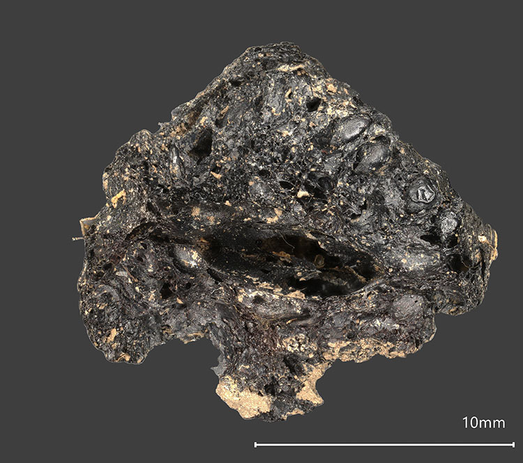 2000-year-old fig reveals Ireland’s ancient international food trade