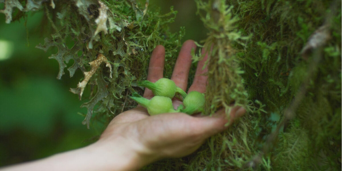 Decoding the DNA of the beaked hazelnut