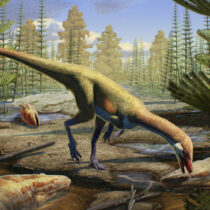 Oldest known Laurasian dinosaur described